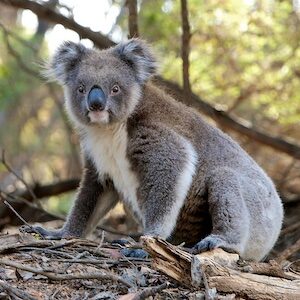 Australian Music is Bloody Great